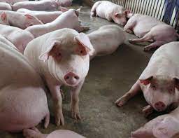 Dịch tả lợn châu phi rất nguy hiểm làm ảnh hưởng đến chăn nuôi của nhân dân (Ảnh minh họa)